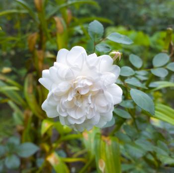 White rose. Beautiful flower in garden. Floral background
