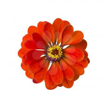 Zinnia Red isolated. Beautiful flower on white background
