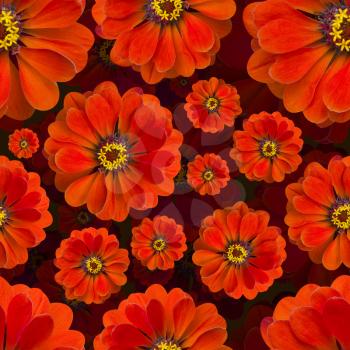 Zinnia Red pattern seamless. Beautiful flower background