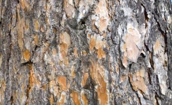 Tree bark texture. trunk of fir tree background.
