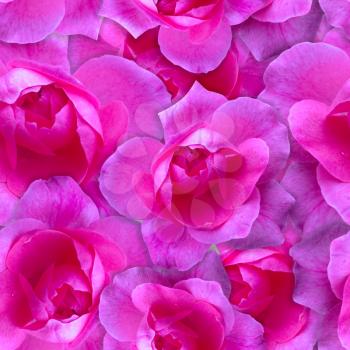 Pink rose pattern. Beautiful flower background seamless