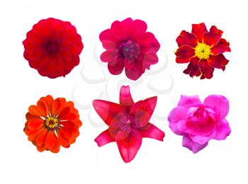 Set of red garden flowers isolated. marigold, Dahlir . Lily and zinnia