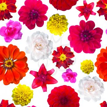 Garden flowers pattern seamless. Flower texture. marigold, Dahlir . Lily and zinnia. Rose .