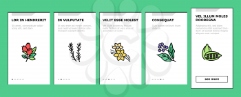 Aromatherapy Herbs Onboarding Mobile App Page Screen Vector. Lavender And Peppermint, Ginger And Frankincense, Patchouli And Chamomile Aromatherapy Illustrations