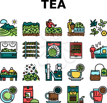Tea Drink Production Collection Icons Set Vector. Growth Of Tea On Plantation And Harvesting, Cultivation And Sorting, Flavoring And Packaging Concept Linear Pictograms. Contour Color Illustrations