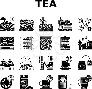 Tea Drink Production Collection Icons Set Vector. Growth Of Tea On Plantation And Harvesting, Cultivation And Sorting, Flavoring And Packaging Glyph Pictograms Black Illustrations