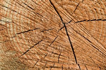 Royalty Free Photo of a Cross-Section of a Pine Wood Tree Rings