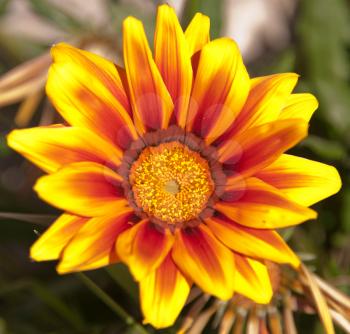 Royalty Free Photo of a Yellow Gazania Flower