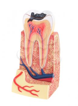 Royalty Free Photo of a Tooth Anatomy