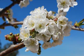 Royalty Free Photo of Cherry Blossom Flowers
