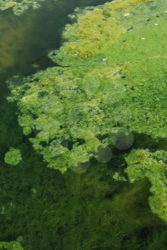 Royalty Free Photo of Green Algae Swamp