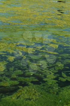 Royalty Free Photo of a Green Algae Swamp