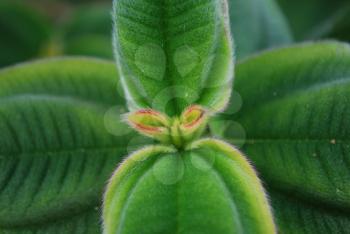 Royalty Free Photo of a Ligustrum Japonnicum Plant