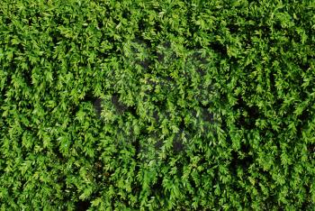 Royalty Free Photo of a Green Turf Background