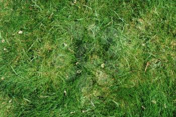 Royalty Free Photo of a Green Grass Background