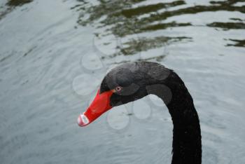 Royalty Free Photo of a Swan