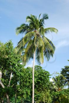 Royalty Free Photo of a Coconut Palm Tree
