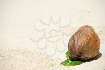 Royalty Free Photo of a Coconut on the Beach