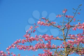 Royalty Free Photo of a Pink Weigela Tree