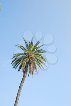 Royalty Free Photo of a Coconut Palm Tree