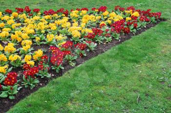 Royalty Free Photo of a Garden of Primrose Flowers