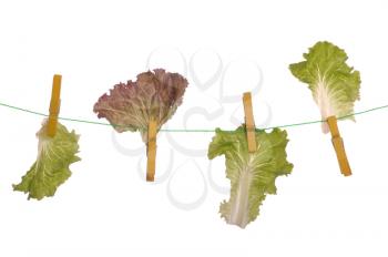 Royalty Free Photo of Lettuce on a Rope