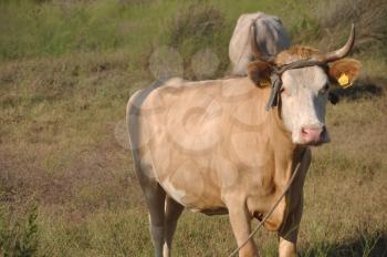 Royalty Free Photo of a Brown Cow