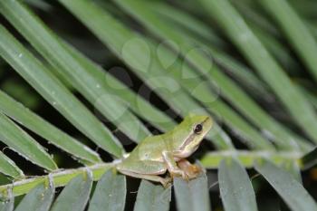 Royalty Free Photo of a Tree Frog in Kos, Greece