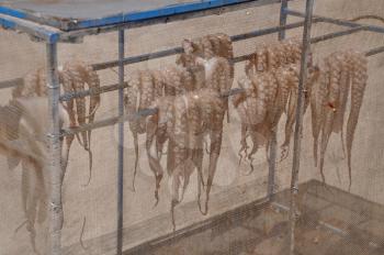 Royalty Free Photo of Octopus Drying in Kalymnos island, Greece