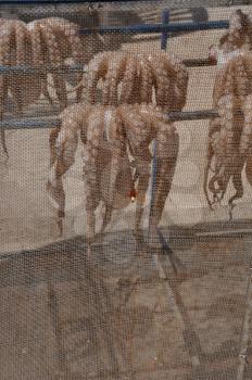 Royalty Free Photo of Octopus Drying in Kalymnos island, Greece