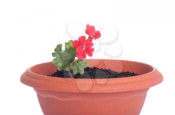 Royalty Free Photo of Red Geranium Flowers in a Pot