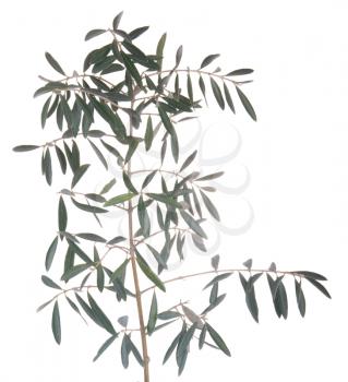 Royalty Free Photo of a Green Olive Tree Branch