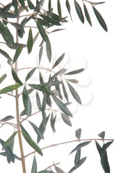 Royalty Free Photo of Olive Tree Branches