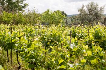 Royalty Free Photo of a Vineyard in a Countryside