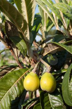Royalty Free Photo of Loquat Fruits on a Tree