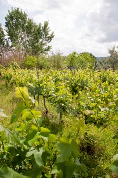 Royalty Free Photo of a Vineyard in a Countryside