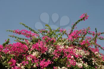 Royalty Free Photo of Bougainvillea Flowers