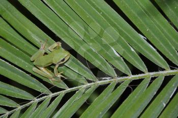 Royalty Free Photo of a Tree Frog in Kos, Greece