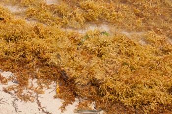 Royalty Free Photo of Yellow Seaweed