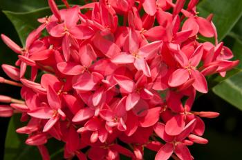 Royalty Free Photo of an Ixora Plant in Antigua
