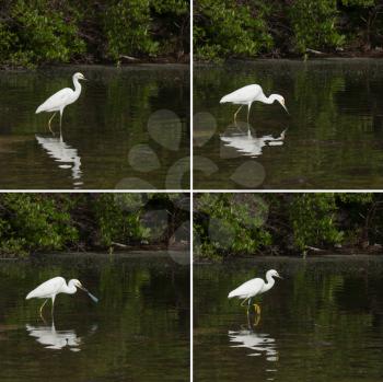Royalty Free Photo of Sequential Pictures of a White Heron Bird in Antigua