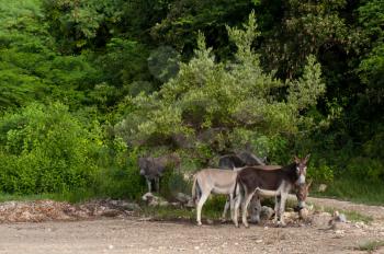Royalty Free Photo of Donkeys in Antigua