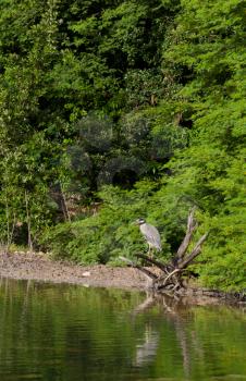 Royalty Free Photo of a Yellow-crowned Night Heron in Antigua