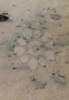 Royalty Free Photo of Crabs Protecting Their Holes in a Pond, in Antigua