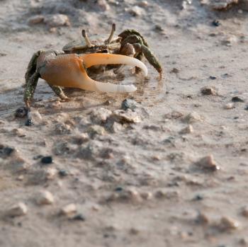 Royalty Free Photo of a Crab