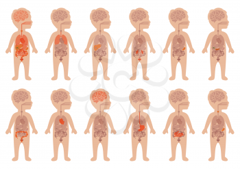 kid body, medical illustration, human organs, child anatomy