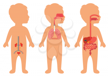 
kid body, medical illustration, human organs, child anatomy