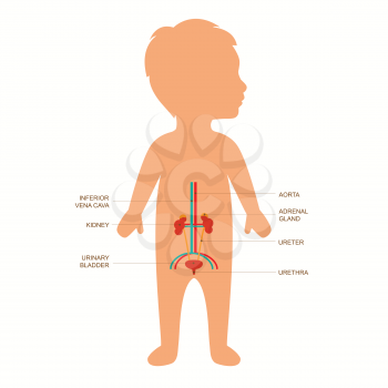 human urinary system anatomy, vector medical kidney illustration 