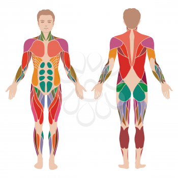 vector muscular human body, muscle man anatomy