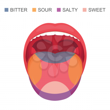  vector illustration of a basic taste areas on human tongue, sour, sweet, bitter and salty. sense zone
